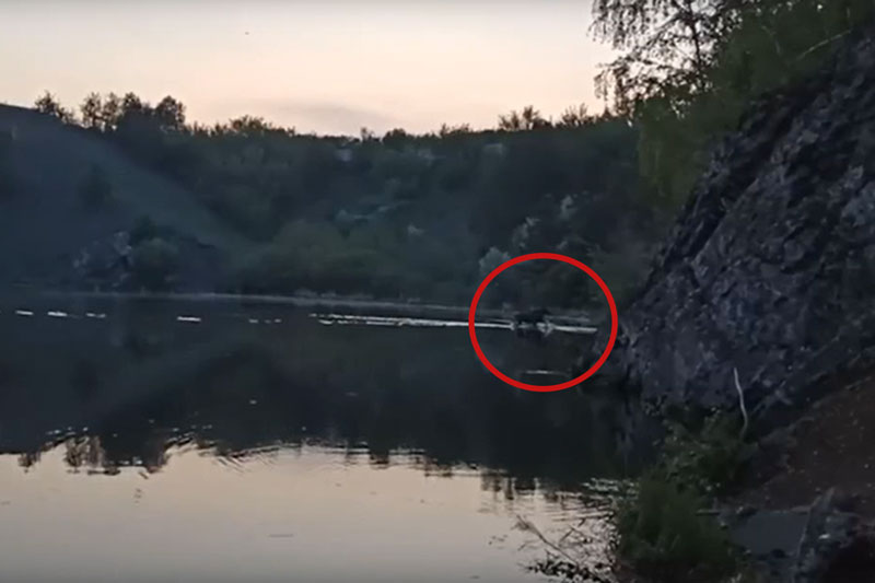 Уральцы заметили лося, переплывающего реку. ВИДЕО Уральцы заметили лося, переплывающего реку. ВИДЕО