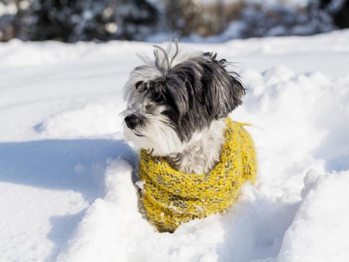Опасны ли реагенты для животных: эксперт ответила на актуальный вопрос | Эксперт рассказала, как обезопасить животное зимой от реагентов