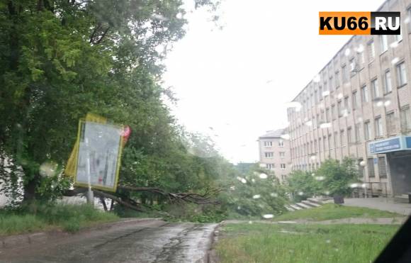 Рухнувшее от ветра дерево перекрыло проезжую часть по улице Белинского в Каменске-Уральском. ФОТО