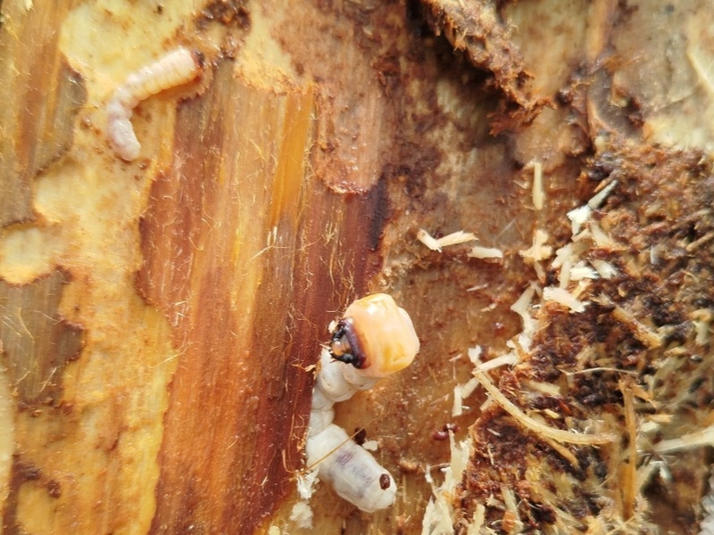 В Свердловской области уничтожили заражённую лесопродукцию с вредителем перед экспортом в Казахстан | Россельхознадзор выявил вредителя в лесопродукции на Урале перед экспортом