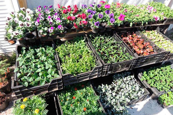 В эти дни в разных точках города каменцам предлагается покупать саженцы и рассаду овощей и цветов. Публикуем адреса для садоводов