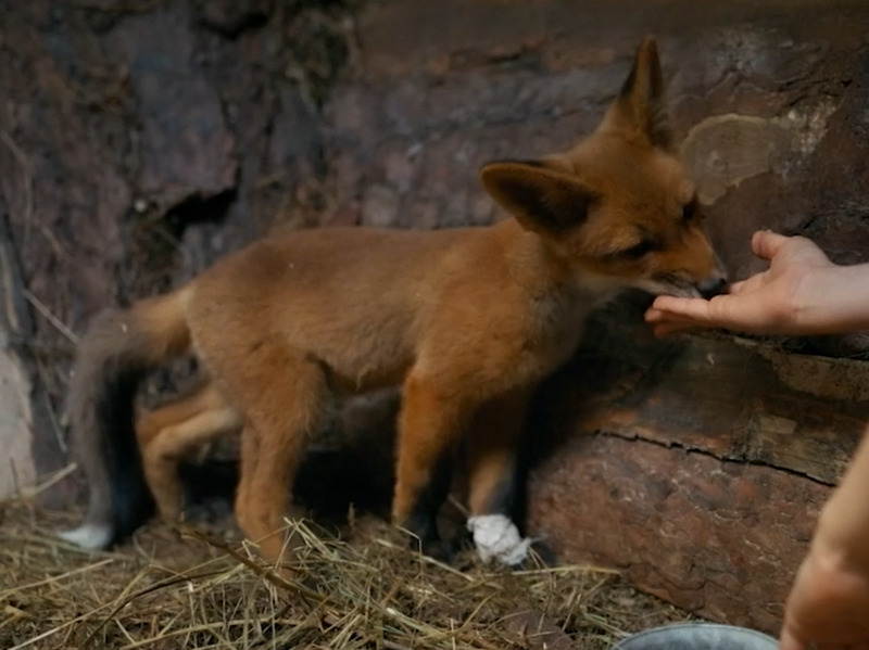 Снятый в Каменске-Уральском фильм «Мой дикий друг» продолжат — за него возьмется «Фонд кино» | Фильм «Мой дикий друг», снятый в Каменске-Уральском, продолжат