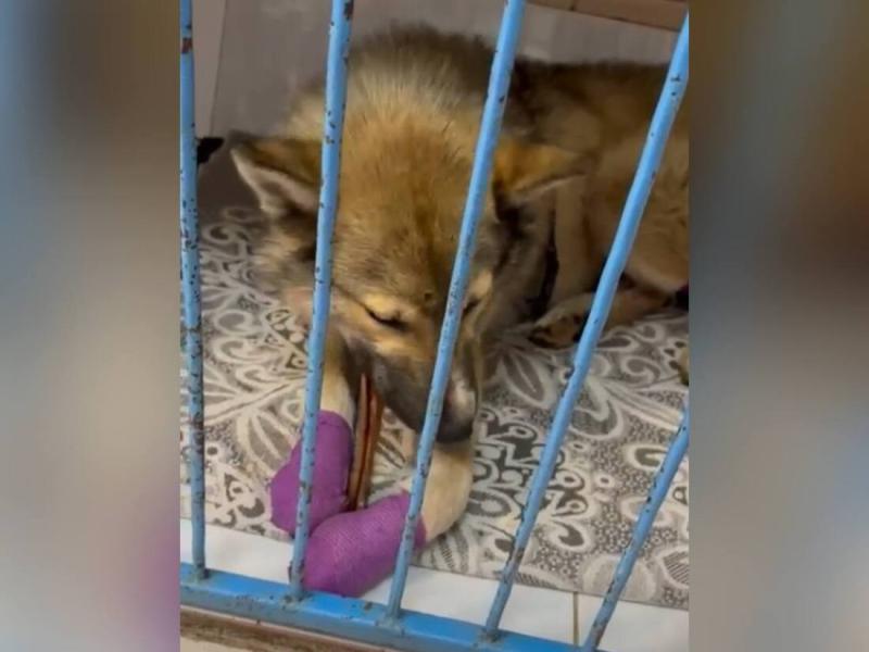 «Он сидел на цепи и выл»: история уральского пса Бимки, который выжил после издевательств | На Урале волонтёры нашли пса с отрубленными лапами и отправили его на лечение «Он сидел на цепи и выл»: история уральского пса Бимки, который выжил после издевательств | На Урале волонтёры нашли пса с отрубленными лапами и отправили его на лечение