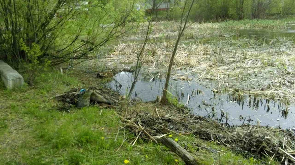 Багры, лодка и гидрокостюм пошли в ход у жителей Каменска, которые вышли на субботник к своему пруду. «Нельзя тревожить пару уточек...»