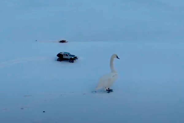 Жительница Каменска-Уральского, которая собирала добровольцев для спасения лебедя, поблагодарила всех неравнодушных помощников... Жительница Каменска-Уральского, которая собирала добровольцев для спасения лебедя, поблагодарила всех неравнодушных помощников...