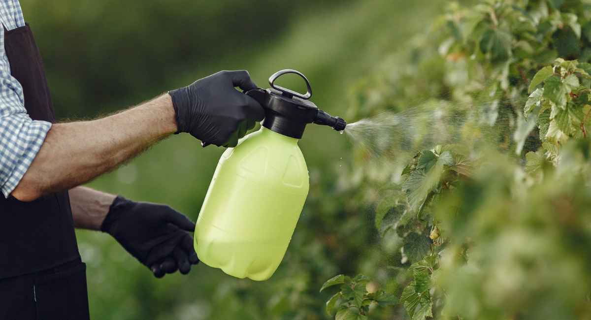 Дачники в СССР всегда боролись с вредителями без химии: бесплатные натурпродукты — тли как не бывало
