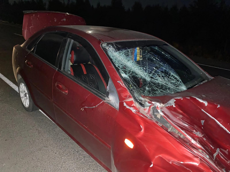 Водитель за рулем иномарки сбил… быка на автодороге под Каменском-Уральским. Пострадавших нет