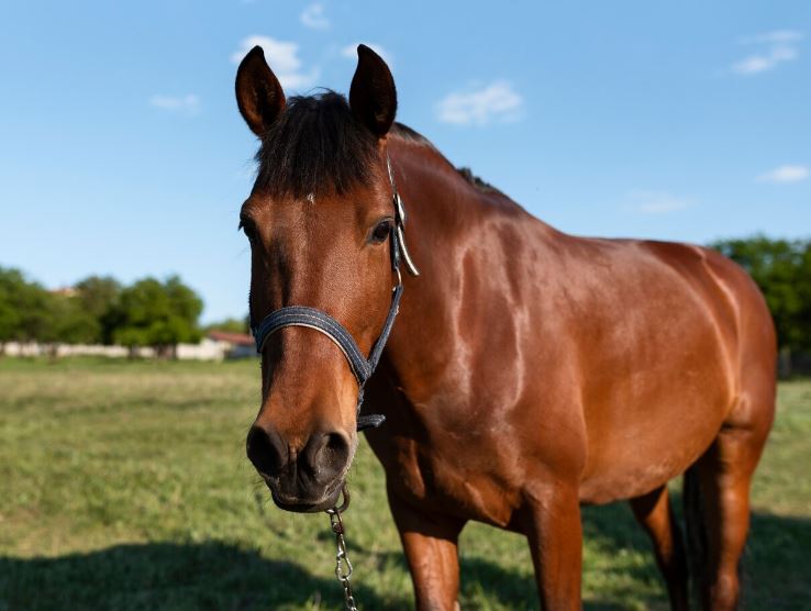 «Их осталось всего 100»: В Тульской области спасают вымирающую породу лошадей | Тульские заводчики спасают вымирающую породу лошадей
