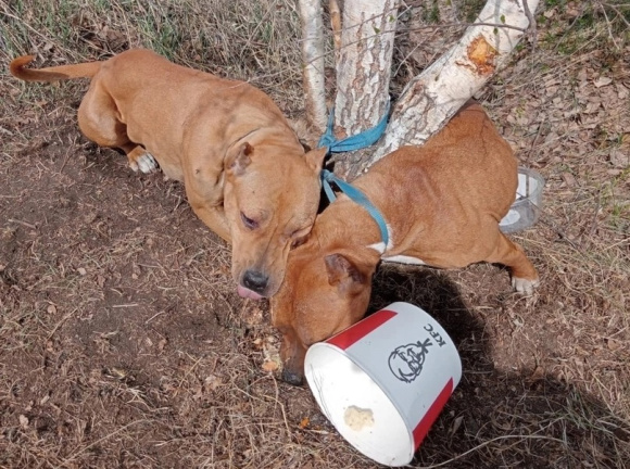 В лесу под Каменском-Уральским собак обрекли на смерть