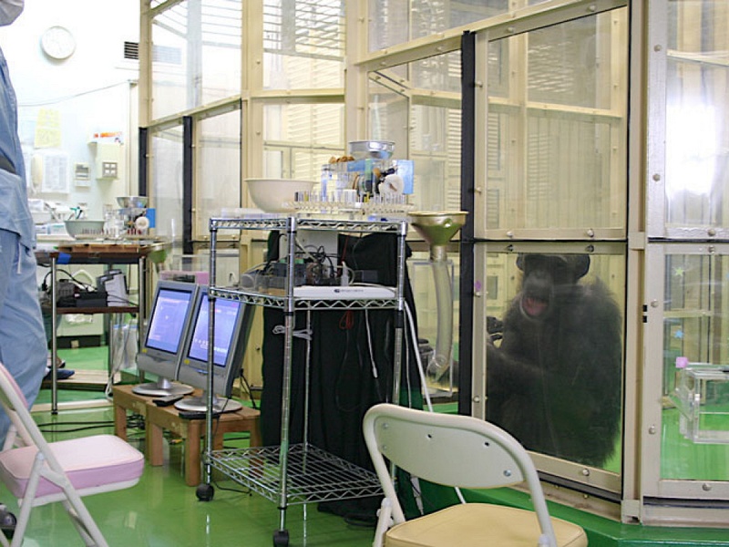 В Японии умерла легендарная шимпанзе Ай — примат, которого ученые называли гением | Умерла самая известная в мире шимпанзе Ай