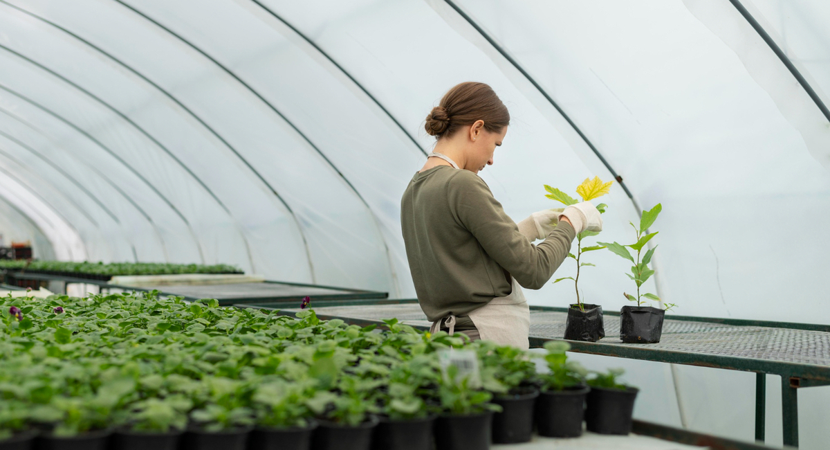 Забудьте про поликарбонат: показываю гибкое стекло для теплиц, которое не царапается