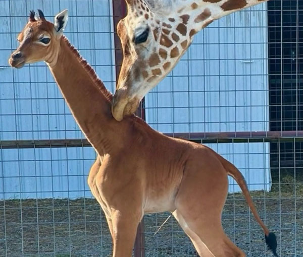 В США впервые за 50 лет родился жираф без пятен В США впервые за 50 лет родился жираф без пятен