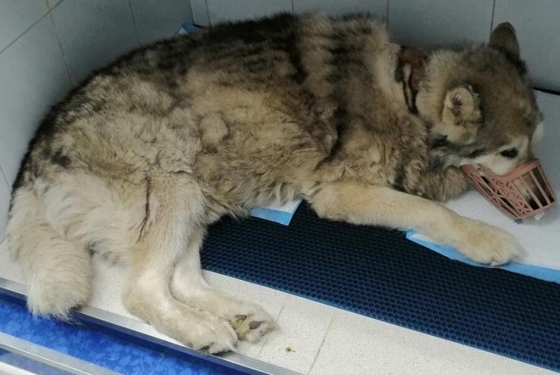 В Екатеринбурге от яда догхантеров погибло 25 собак, ветеринары бьют тревогу | В Екатеринбурге количество погибших собак от яда выросло до 25