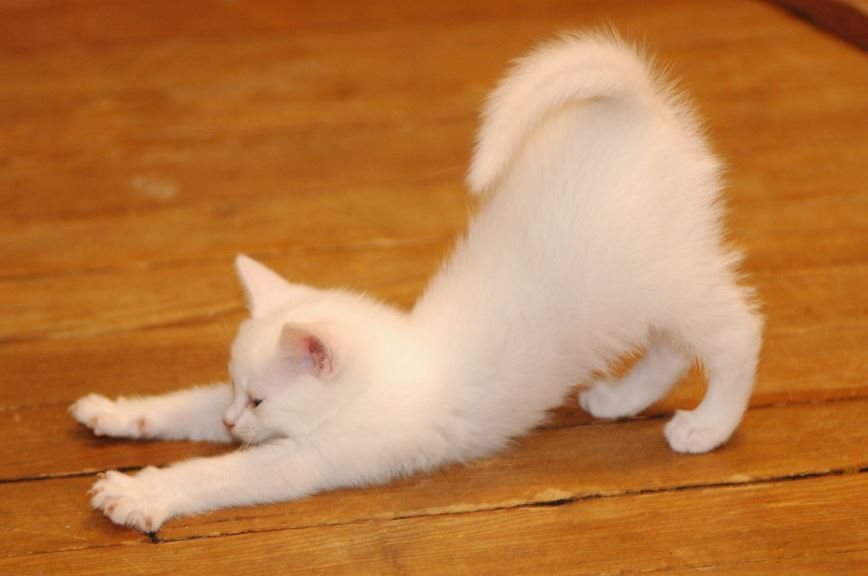 Ученые узнали, зачем кошки на самом деле поднимают попу