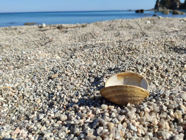 Цифровые решения помогут наблюдать за Тихоокеанским побережьем