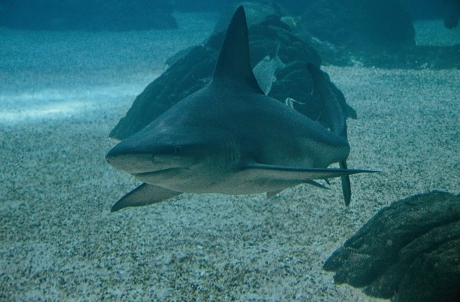 В Хургаде акула откусила руку и ногу туристке из Австрии