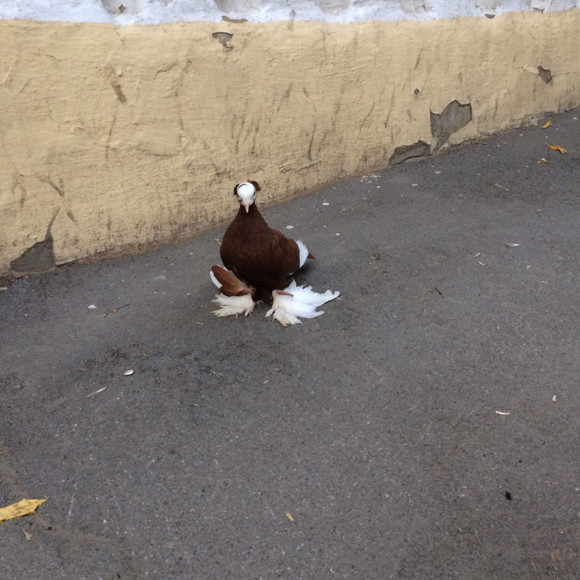 «Четкий», «Модник», - как только не назвали жители Каменска-Уральского голубя породы «Саксонский священник», якобы снятого у техникума