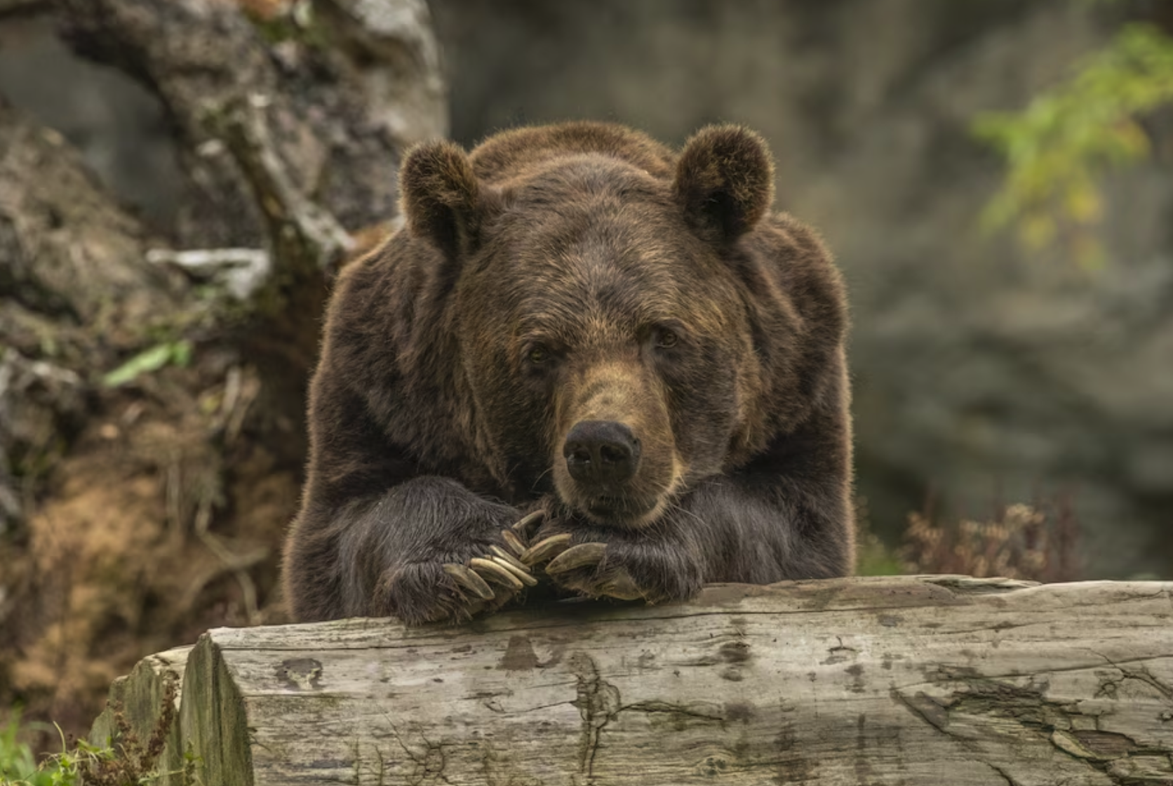 Нейросеть защитит жителей от неожиданных встреч с дикими животными