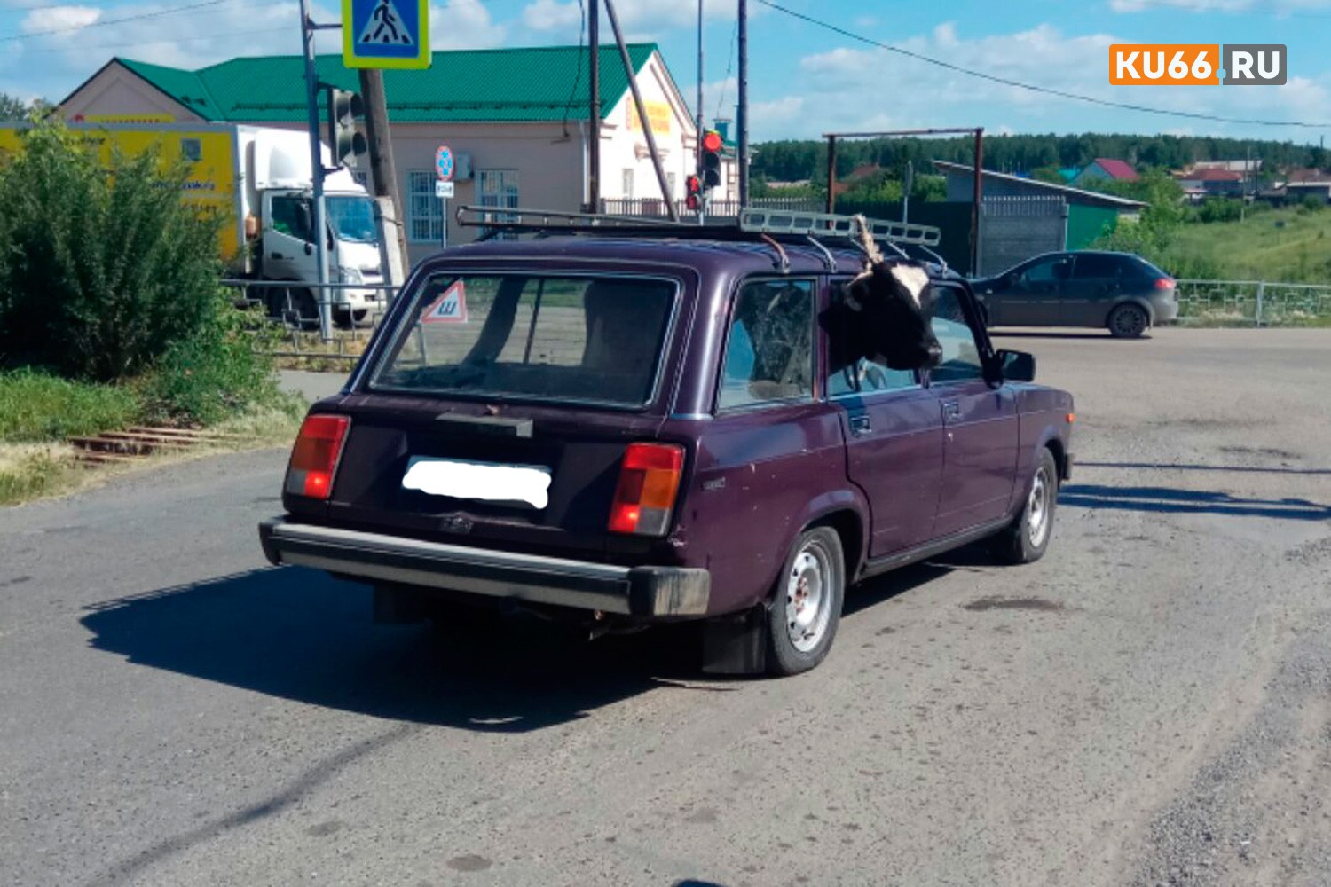 Один из жителей села под Каменском-Уральским решил перевезти на своем ВАЗе… корову! Буренка ехала сзади и, кажется, была само спокойствие