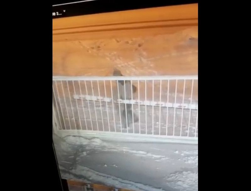 В Каменске ищут подростков-вредителей