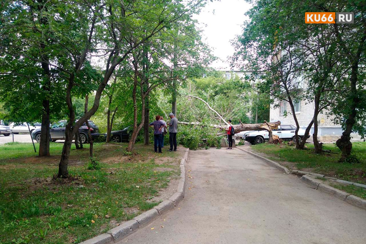 Дерево рухнуло на автомобиль во дворе дома по пр. Победы в Каменске-Уральском: водителю повезло - он еще до подъезда дойти не успел