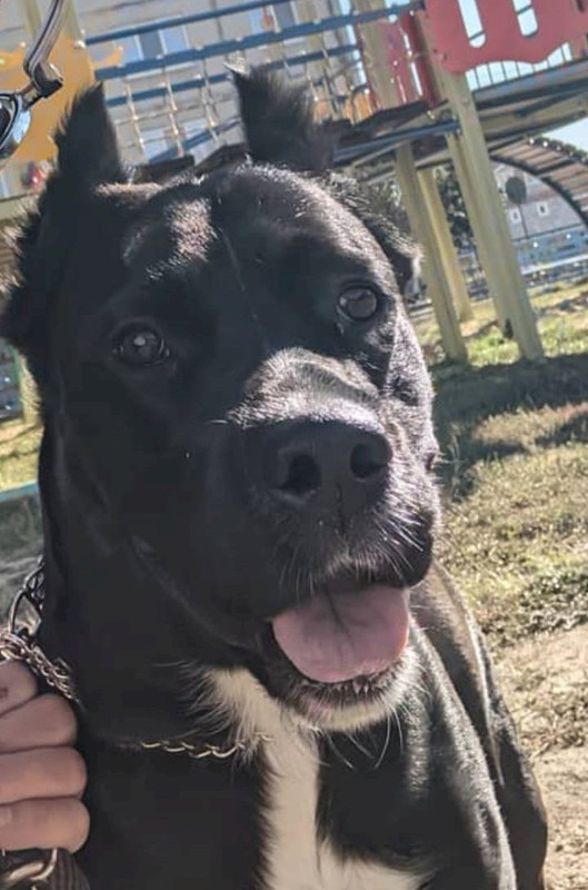 Суд оштрафовал «Уральские авиалинии» за отказ принять на борт собаку