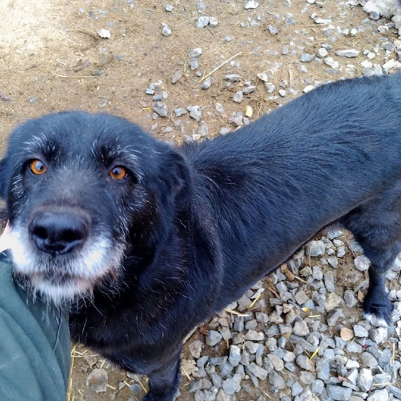 Собака вырвалась от новых хозяев, испугавшись звука взрывающихся петард, и пропала в Каменске-Уральском. Тело нашли у скалы на слиянии рек