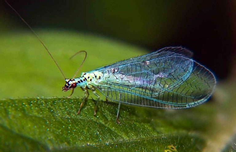 Живые санитары прилетели: в Свердловскую область прибыли 54 тысячи энтомофагов