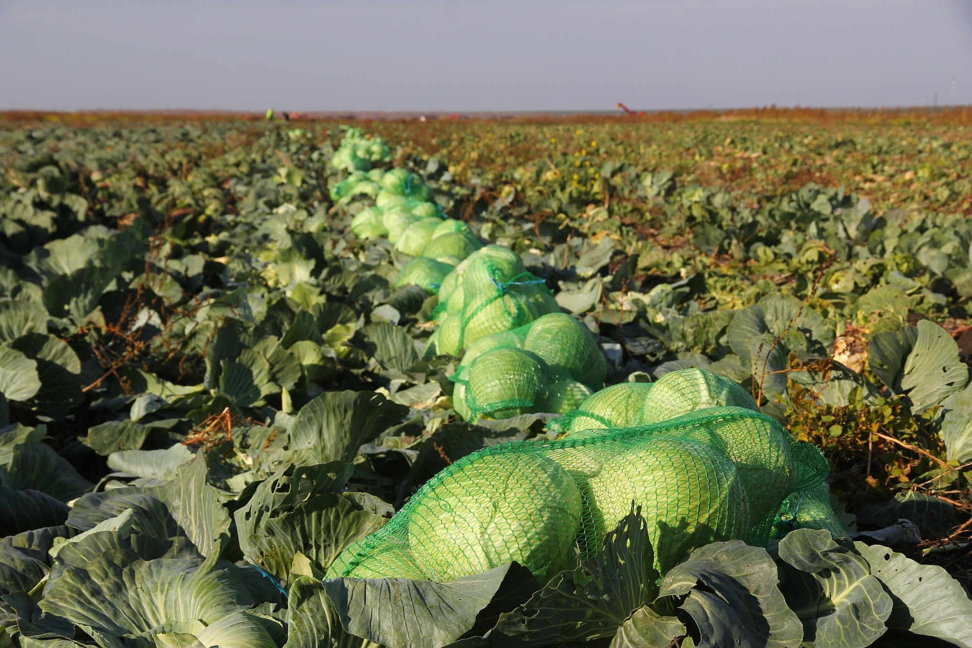 В Каменске-Уральском продолжается уборка моркови и капусты 