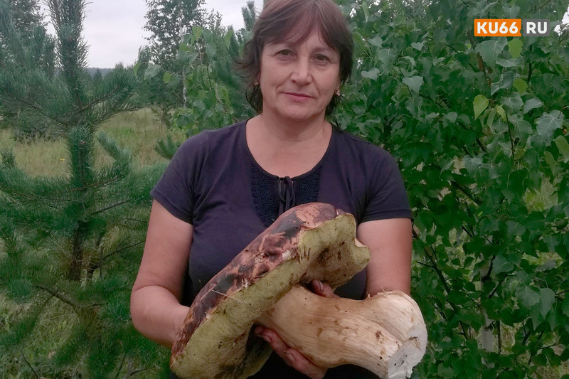 «Хоть и грибники со стажем, но таких не встречали». Очередные находки лесных благородных красавцев весом почти два кило делятся каменцы