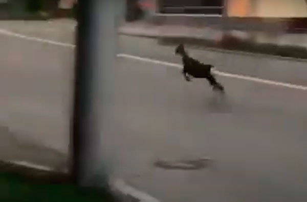 Ранним утром на проспекте Победы в Каменске-Уральском местный житель увидел бегущую косулю — испуганное животное мчалось без оглядки