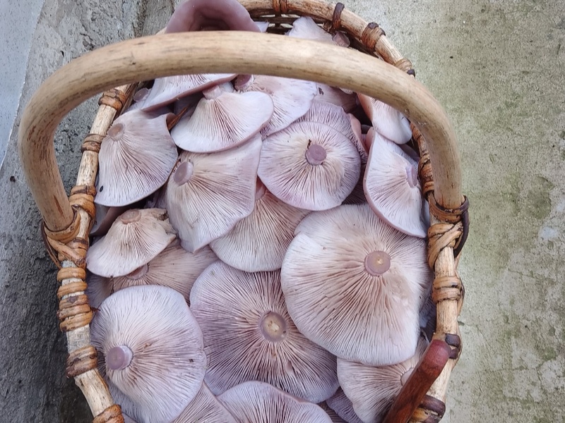 Редкий фиолетовый гриб заполнил леса Свердловской области — грибники спорят, можно ли её есть | В Свердловской области начали собирать фиолетовую рядовку 