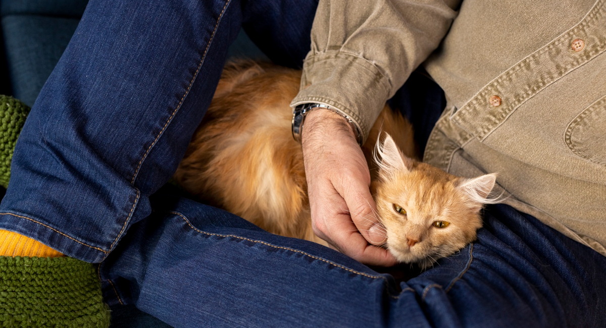 Почему коты спят в ногах хозяина: учёные раскрыли тайну кошачьего выбора места