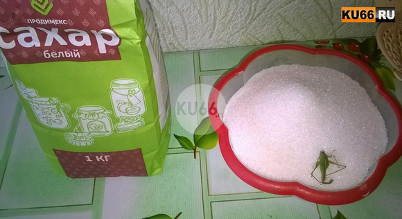 «Высыпая, обомлела от увиденного»: Жительница Каменска в упаковке с сахаром нашла… засохшего кузнечика, «приехавшего» из Краснодара...