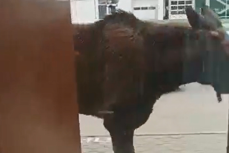 В Каменске-Уральском по улицам бегает огромный раненый лось. Его сбил автомобиль