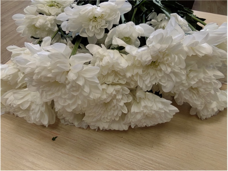 В Свердловской области «поймали» заражённые хризантемы с опасным насекомым | В партии хризантем, ввезённых в Свердловскую область, выявлен карантинный объект