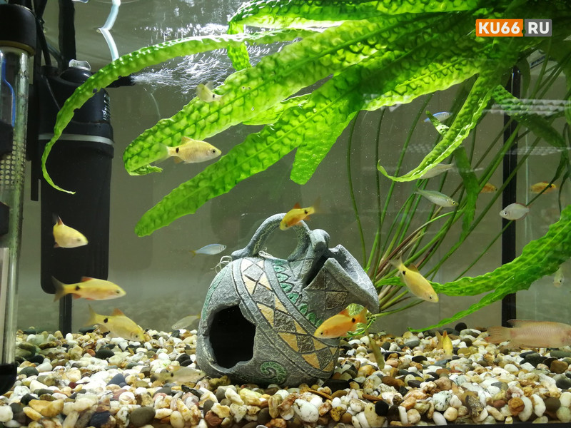 В Госдуму внесли законопроект об учете и идентификации домашних животных В Госдуму внесли законопроект об учете и идентификации домашних животных