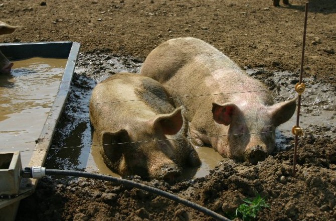 Свинья убила мужчину в Иркутской области