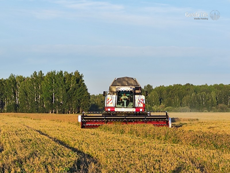 Из-за погоды в России погибло больше миллиона гектар урожая | Замглавы Минсельхоза заявил о миллионе гектар погибшего урожая
