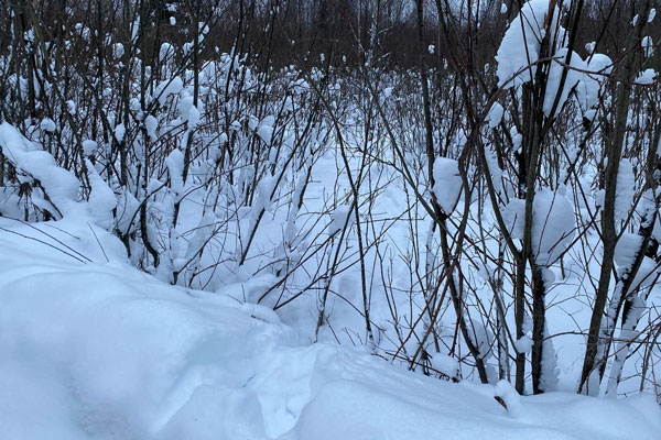 В Тверской области охотник случайно застрелил своего товарища