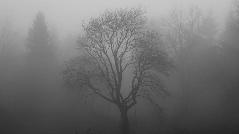 Рабочая неделя в Каменске-Уральском и области начнётся с дождя и тепла