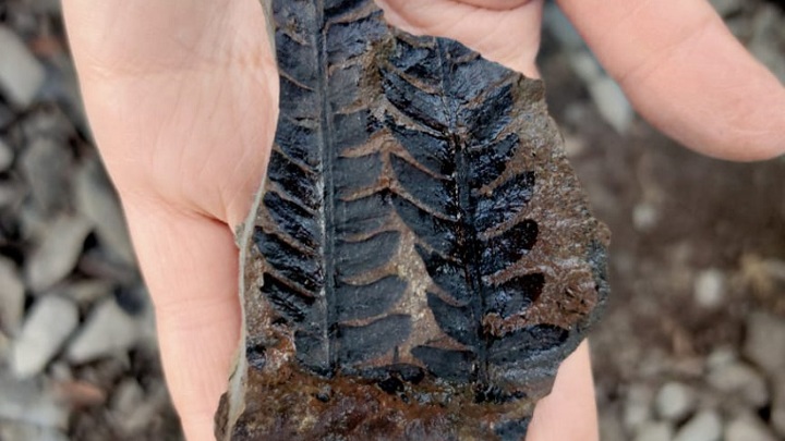 На Урале нашли отпечатки древних растений возрастом более 200 млн лет