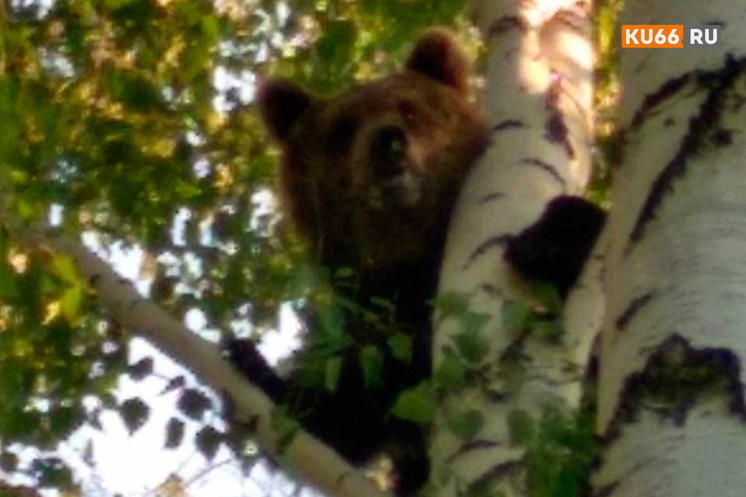 Московский ученый, исследующий осторожность и агрессивность медведей, заинтересовался гуляющим по улицам в Каменске-Уральском косолапым