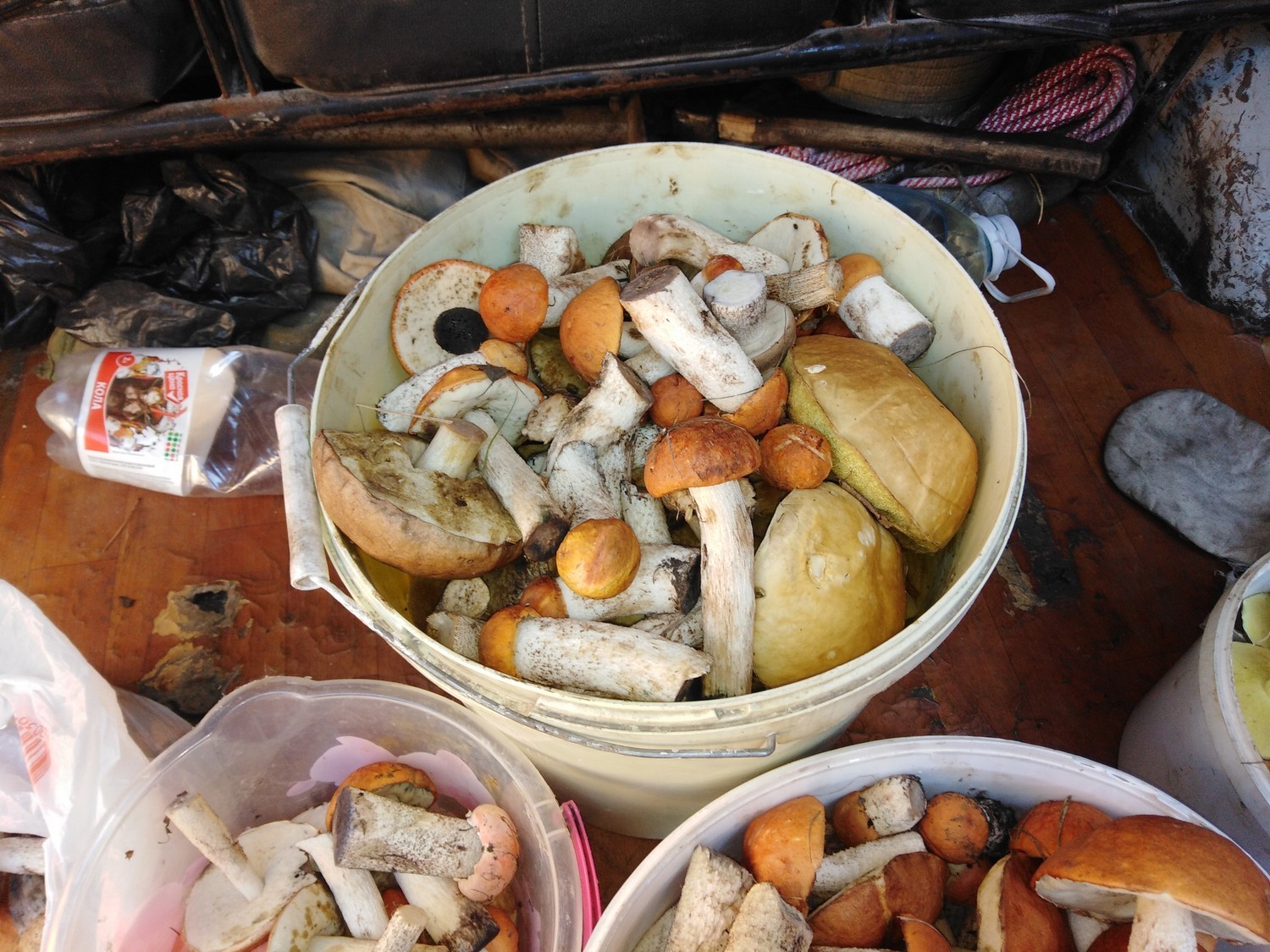 Сезон в разгаре: жители Каменска-Уральского делятся своими грибными местами. Куда пойти или поехать, чтобы вернуться с полным лукошком?