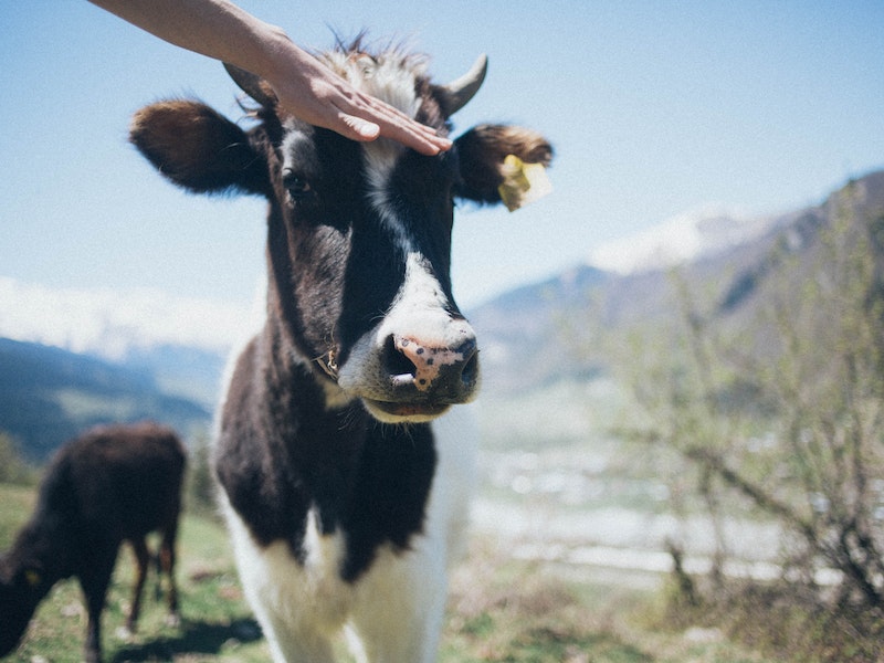 «Бежала рогами на нас»: на курорте «Роза Хутор» дикая корова едва не столкнула туристов в обрыв | Группа туристов в Сочи спасалась от коровы, прыгнув в овраг