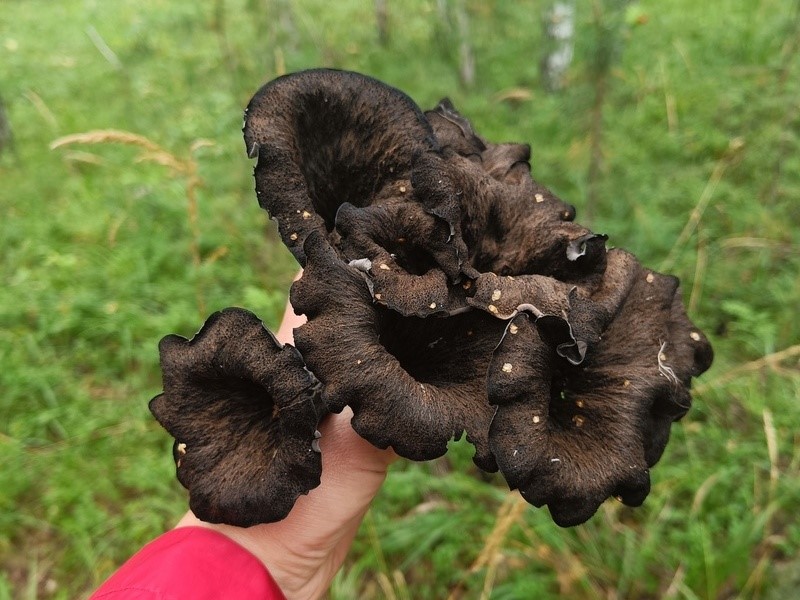 Два ведра черных лисичек: свердловчане делятся местами с редкими грибами | Уральцы нашли места с редкими черными лисичками