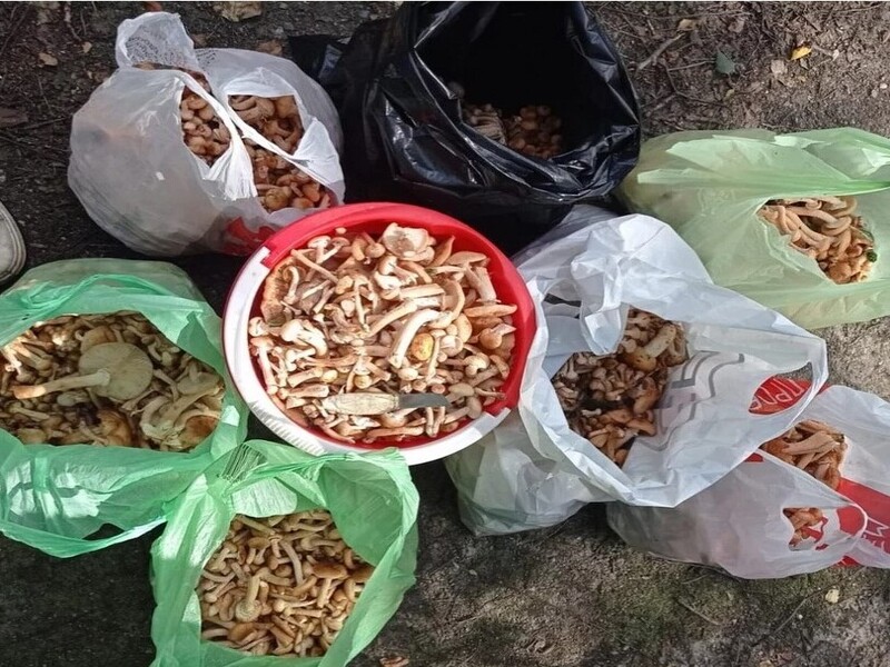 «Июль был богат, а август — еще богаче»: уральцы похвастались, что собирают ведра опят | Свердловчане поделились самыми грибными местами на Урале