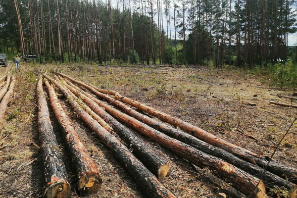 В окрестностях Каменска-Уральского с подачи властей вырубают лес — он горел или повален ураганом, поэтому годится только на дрова