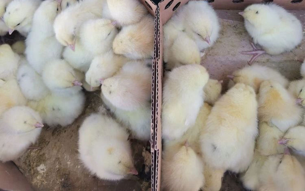 Из Екатеринбурга в Хабаровский край отправлены 28 тыс. племенных цыплят | В Екатеринбурге контролировали вывоз 28 тысяч племенных цыплят на Дальний Восток Из Екатеринбурга в Хабаровский край отправлены 28 тыс. племенных цыплят | В Екатеринбурге контролировали вывоз 28 тысяч племенных цыплят на Дальний Восток