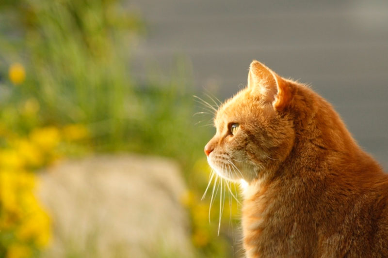 "Хозяин насчитал на теле 30 следов от пуль": в Подмосковье живодер охотится на кошек | В Подмосковье полиция проводит проверку после сообщений о живодере